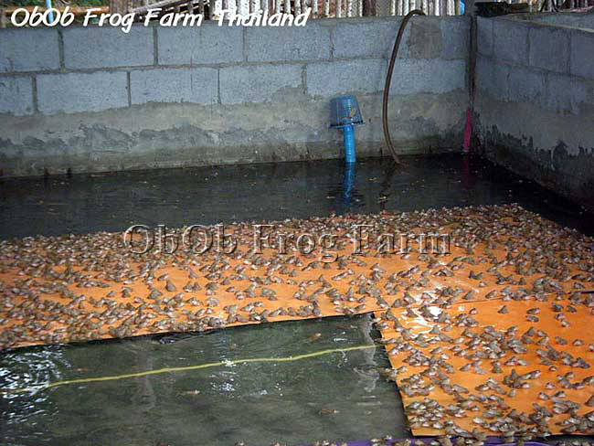 ภาพแผ่นยางลอยน้ำ ในบ่ออนุบาล ลูกกบ