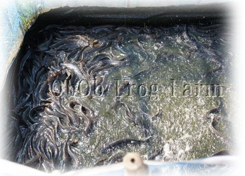 ตัวอย่าง กระชังเลี้ยงปลาดุก แบบตั้งบนพื้นดิน เลี้ยงปลาดุกแบบเบร็ดเสร็จ